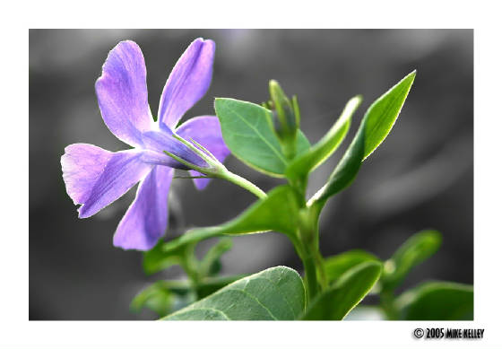 purplelossescolor.jpg